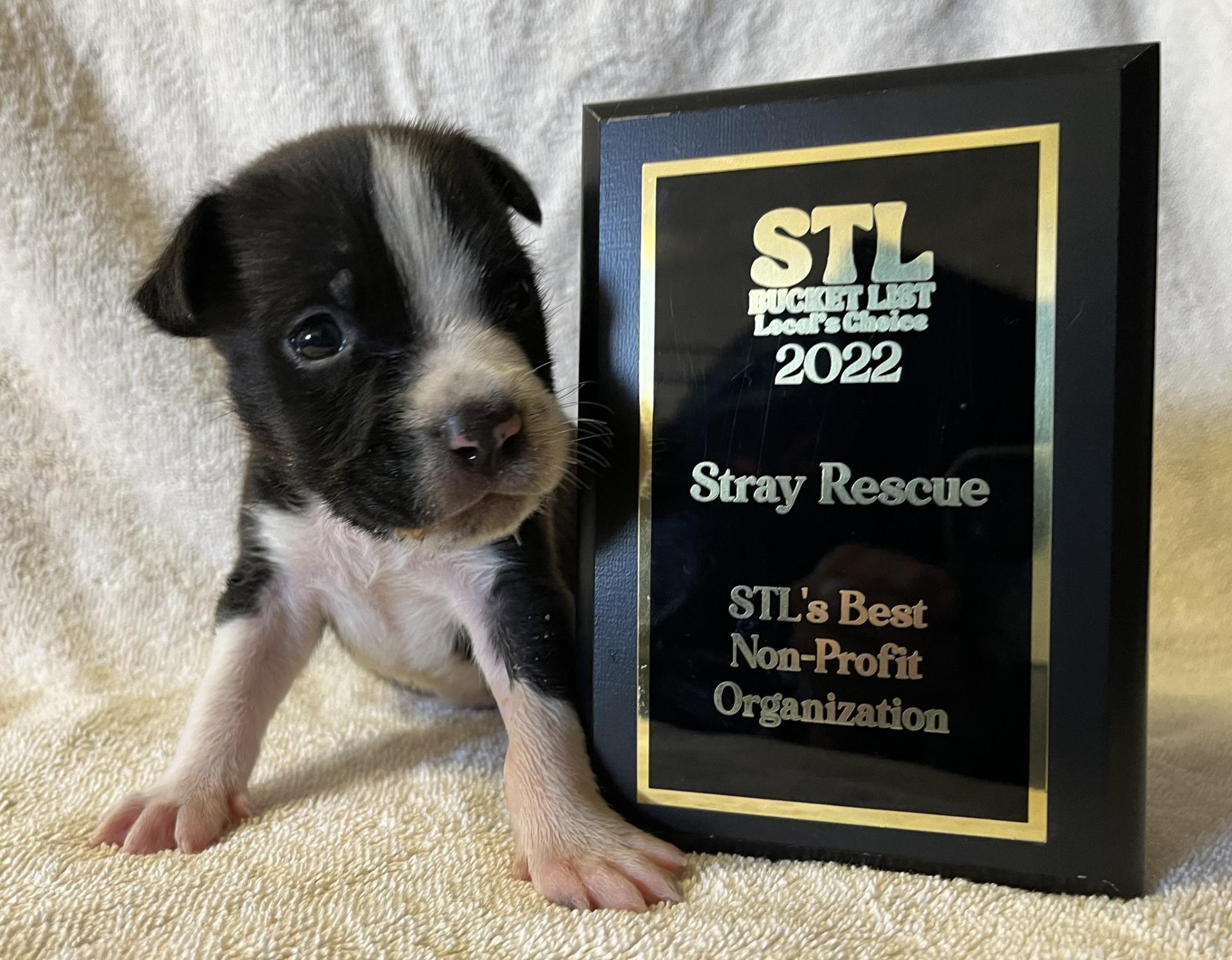 TITAN Women In Business Awards Winner - Cassady Caldwell, CEO of Stray Rescue of St. Louis gallery